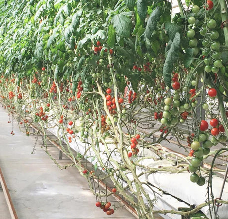 Meet Farmer Rudd, The Hydroponic Farmer in Charleston, SC