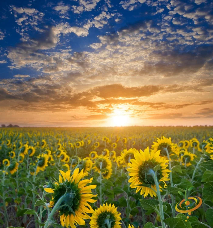 All Sunflower Seeds