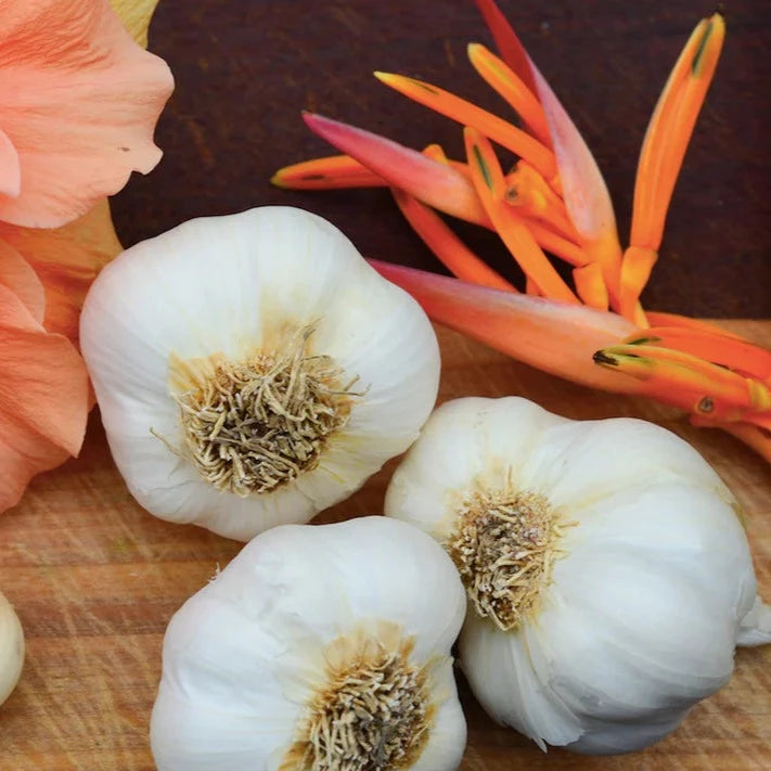 Garlic - (Soft Neck) California Early (Organic) - xenanghangstill