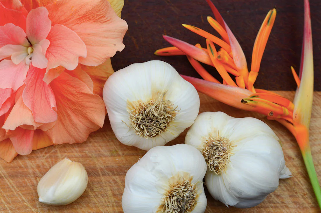 Garlic - (Soft Neck) California Early (Organic) - xenanghangstill